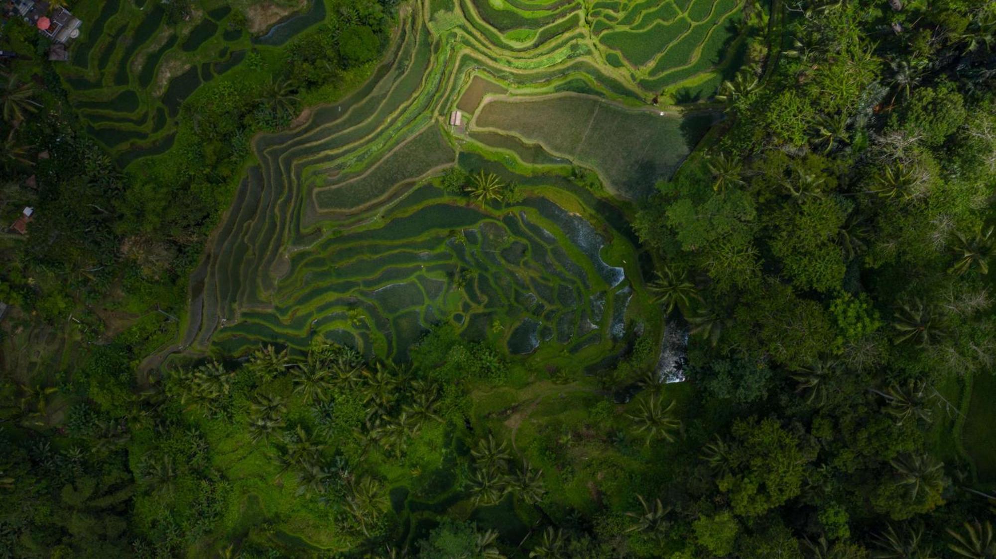 Alila Ubud Ґіаньяр Екстер'єр фото